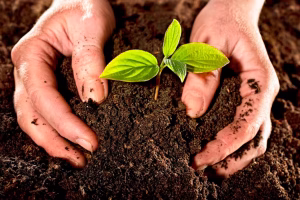 Recuperación de suelos compactados en la costa
